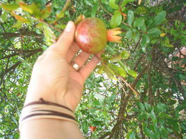 Imagem 057.jpg