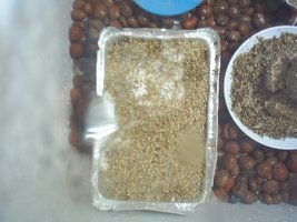S3010142 (800 x 600).jpg