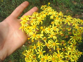 Imagem 018.jpg