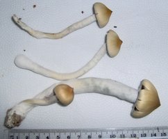 Im000571.jpg