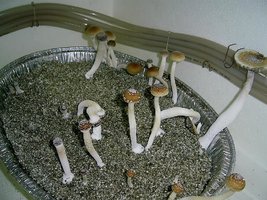 terceirofluxo2.JPG