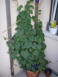 ipomoea 1.JPG