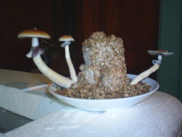 S3010014.JPG