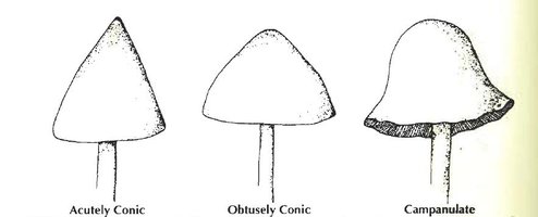 c1.jpg