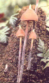 Psilocybe_hoogshagenii.11701.jpg