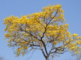 Flor.JPG