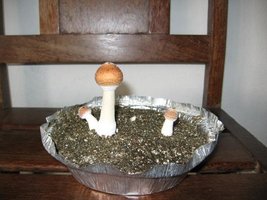 Cogumelos Crescendo 001.JPG