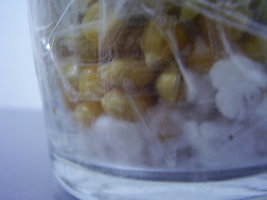 pote2.JPG
