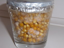 copo3_3.JPG