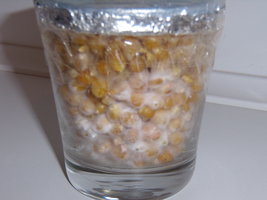copo4_2.JPG