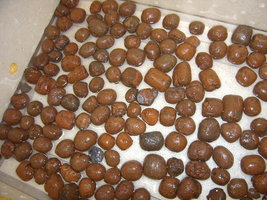 Argila 01.JPG