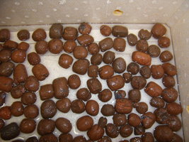Argila  03.JPG