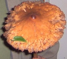 Clipboard05.jpg