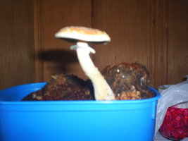 S3010446.JPG