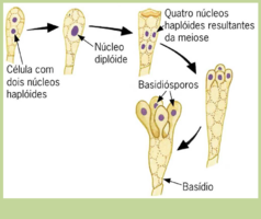 basidio-crop.png