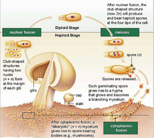 biologia_dos_cogumelos_01.jpg