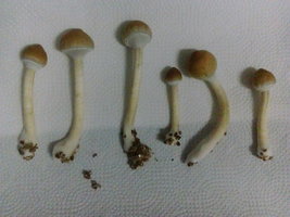DSC_2074.JPG
