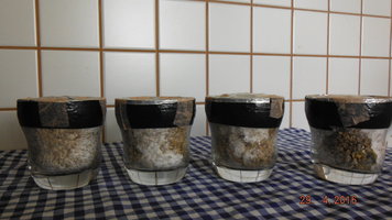 DSCF2231.JPG