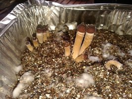 20160509050546 (1).jpg