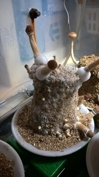 2016-05-10 08.56.24.jpg