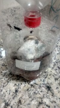 bolo contaminado e base do cogumelo.jpg