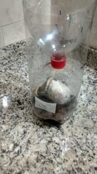 último fruto.jpg