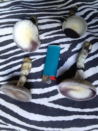 CAM01188.jpg