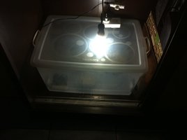 IMG_4247.JPG