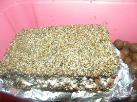 DSCN0742.JPG