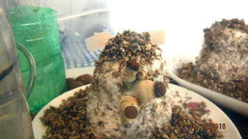 DSCF2250.JPG