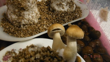 DSCF2270.JPG