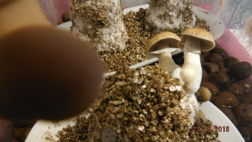 DSCF2271.JPG
