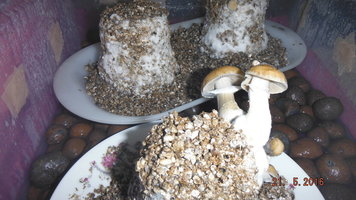 DSCF2272.JPG