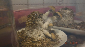 DSCF2274.JPG