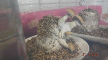 DSCF2276.JPG