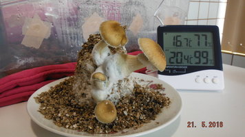 DSCF2283.JPG