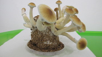 IMG_0604.JPG