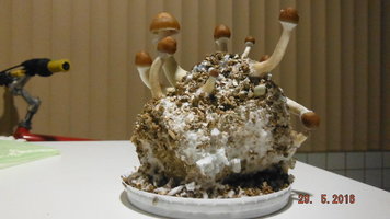 DSCF2331.JPG