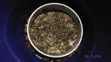 DSCF2338.JPG