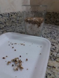 in vitro 3 - pins retirados.jpg