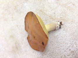IMG_4367.JPG