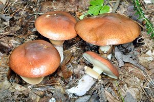 jpg_Il_Suillus_luteus_e_un_fungo_commestibile_molto_comune_sotto_le_aghifoglie_c_Giuseppe_Mazza.jpg