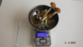 DSCF2374.JPG