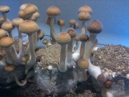 2016-05-24 17.07.14.jpg