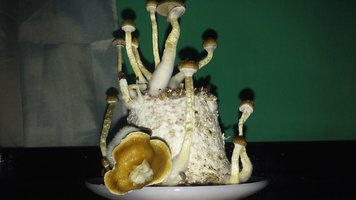 20160609_183524.jpg