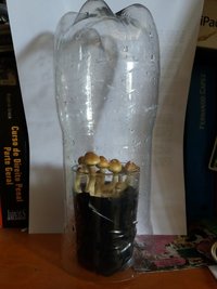 in vitro com proteção pet.jpg
