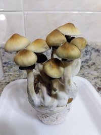 in vitro frutificação 5.jpg