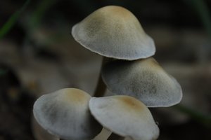 _MG_8625.jpg