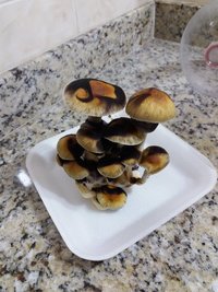 terrário 2 - colheita 1.jpg