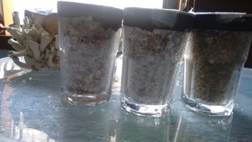 IMG_20160619_114217553.jpg